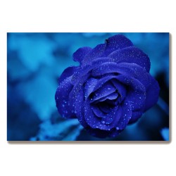 Niebieska róża mniszek...